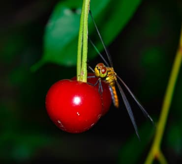 frukt